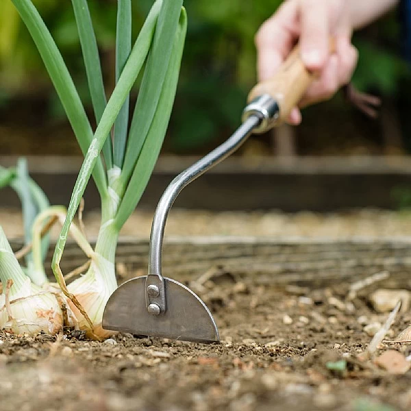Kent & Stowe Stainless Steel Hand Onion Hoe 2 Kent & Stowe Stainless Steel Hand Onion Hoe - Image 2