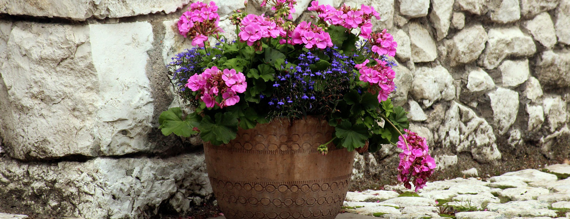 Front Page -Outdoor Garden Care flower pot 3518973 1920